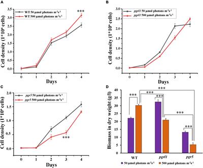 Autophagy Induced Accumulation of Lipids in pgrl1 and pgr5 of Chlamydomonas reinhardtii Under High Light